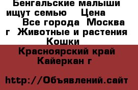 Бенгальские малыши ищут семью) › Цена ­ 5 500 - Все города, Москва г. Животные и растения » Кошки   . Красноярский край,Кайеркан г.